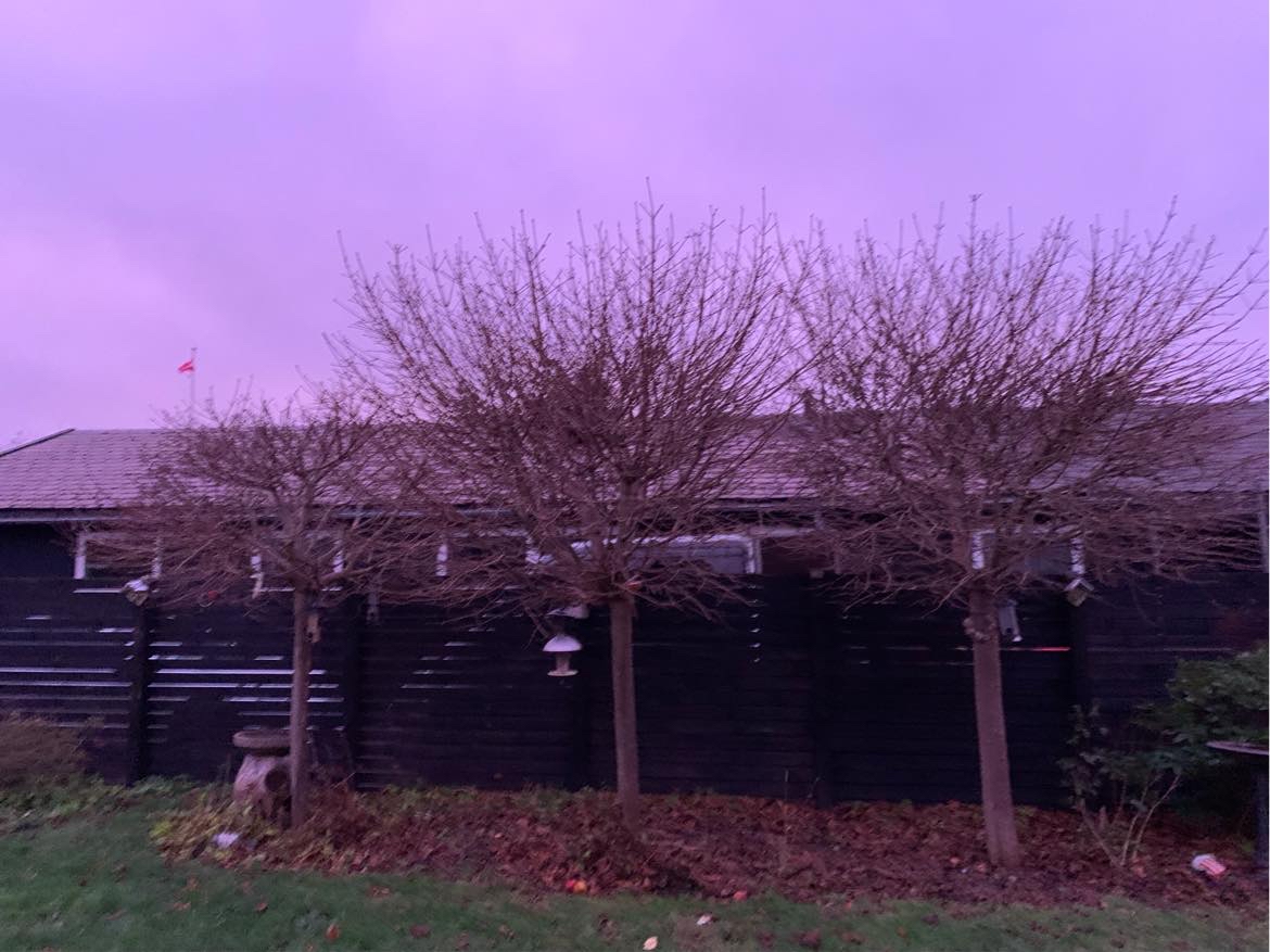 Beskæring af træer