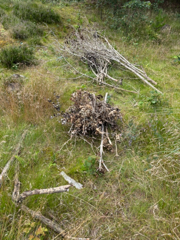 afhentning af afskårne træer og grene