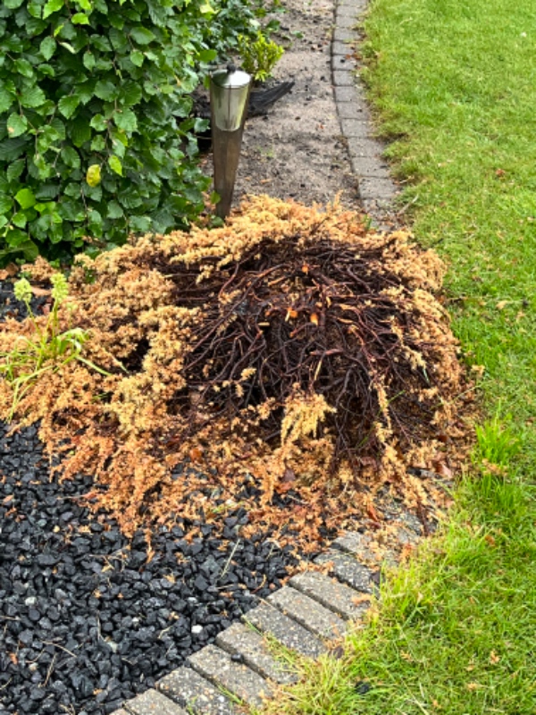 Hækklipning og bortkørsel