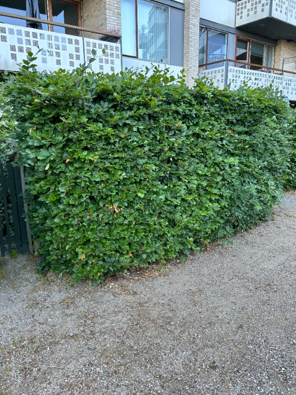 Hækklipning af bøgehæk