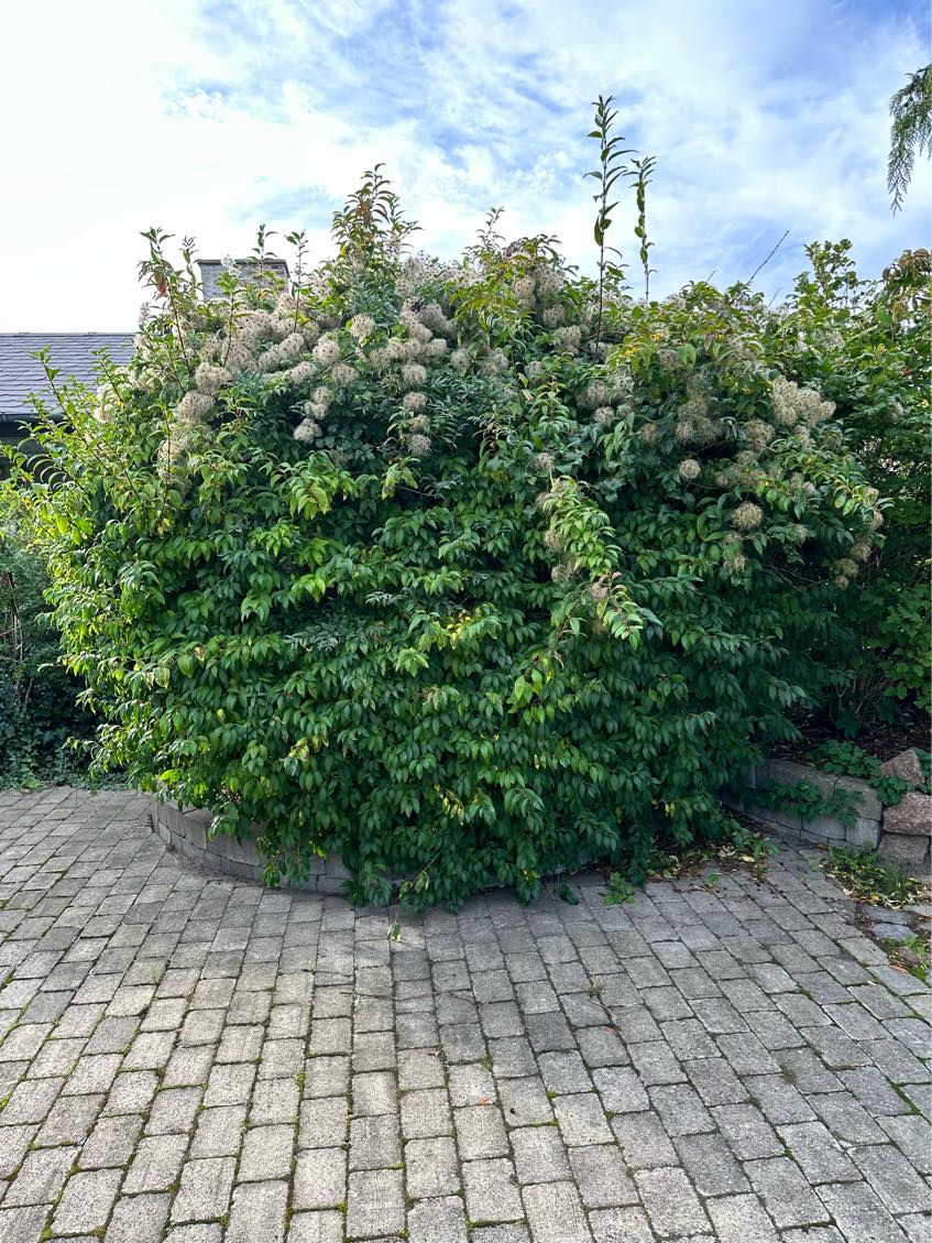 Havehjælp / beskæring af træer og buske