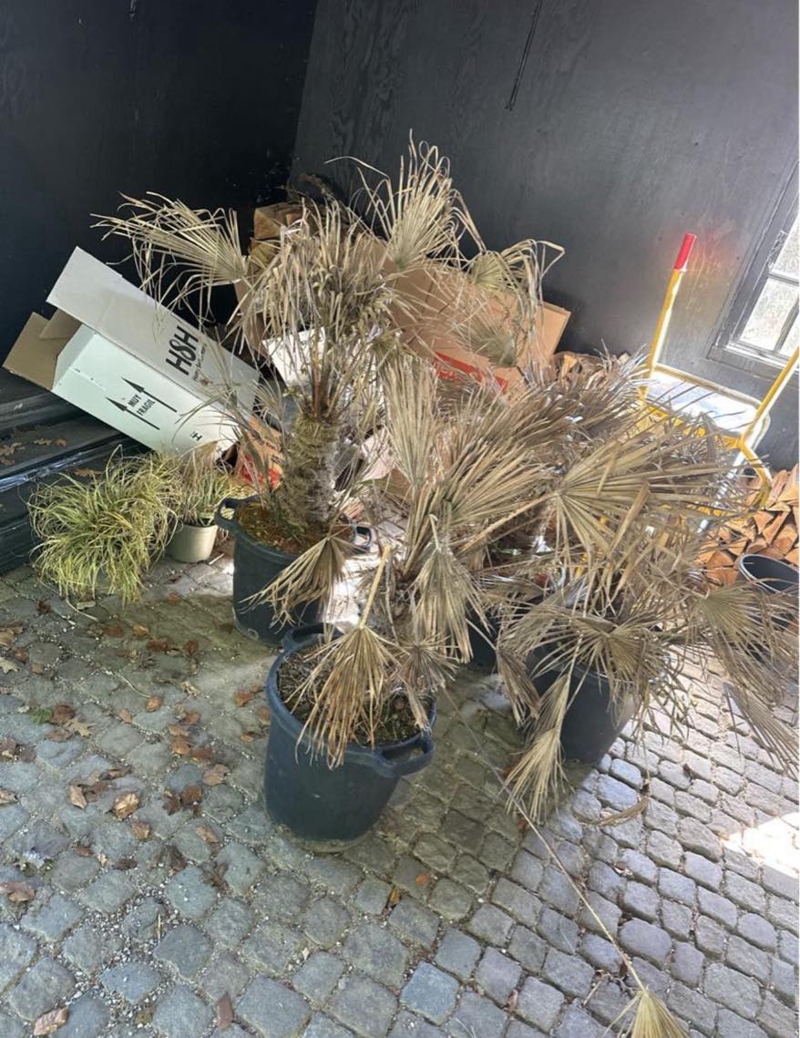 Hjælp til at få fjernet ca 1,5 kubik meter pap/plast samt 4-5 visne planter.. lossepladstur