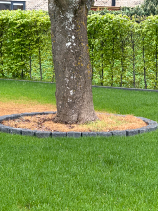 Lugning under bøgehæk