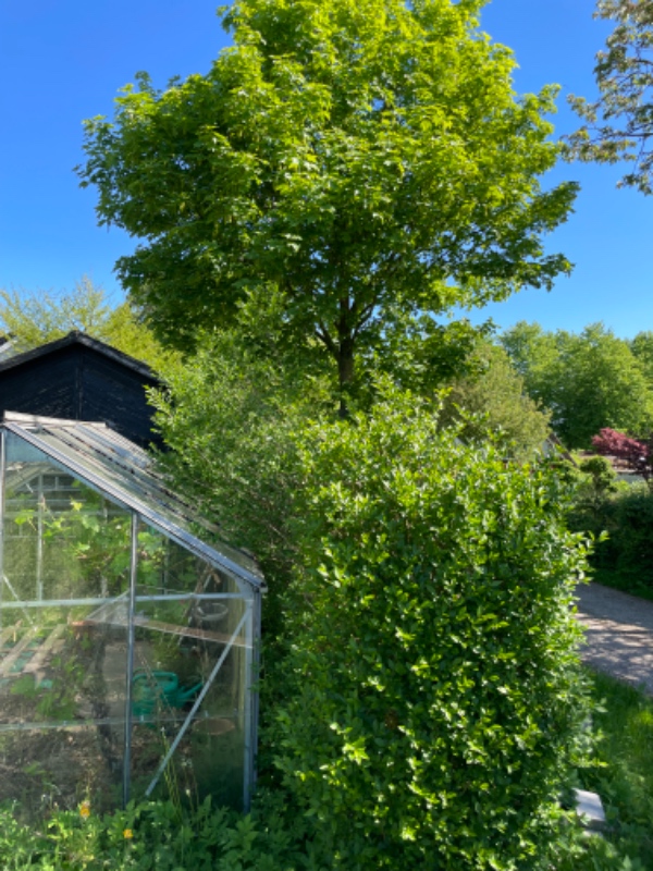 Hækklipning 75m, delvis dobbeltsidet