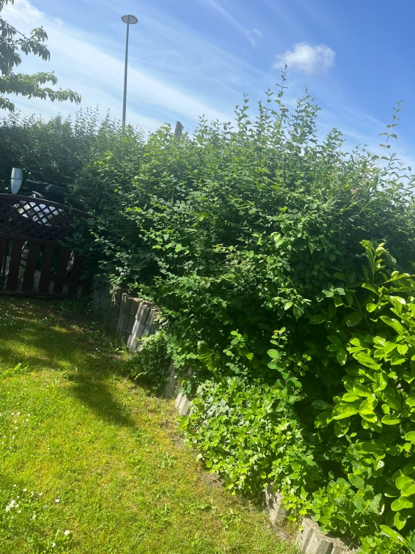 Klipping af hæk og fjernelse