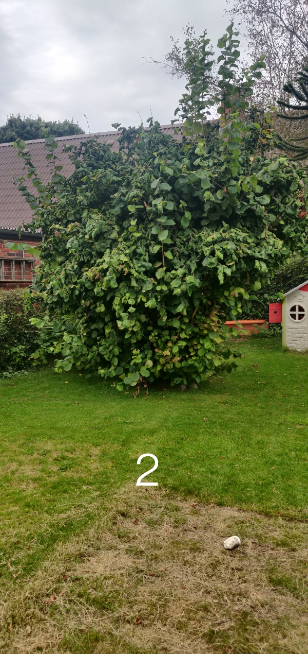 Træfældning og beskæring