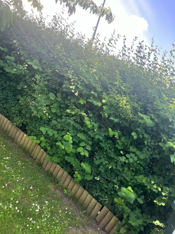 Klipping af hæk og fjernelse