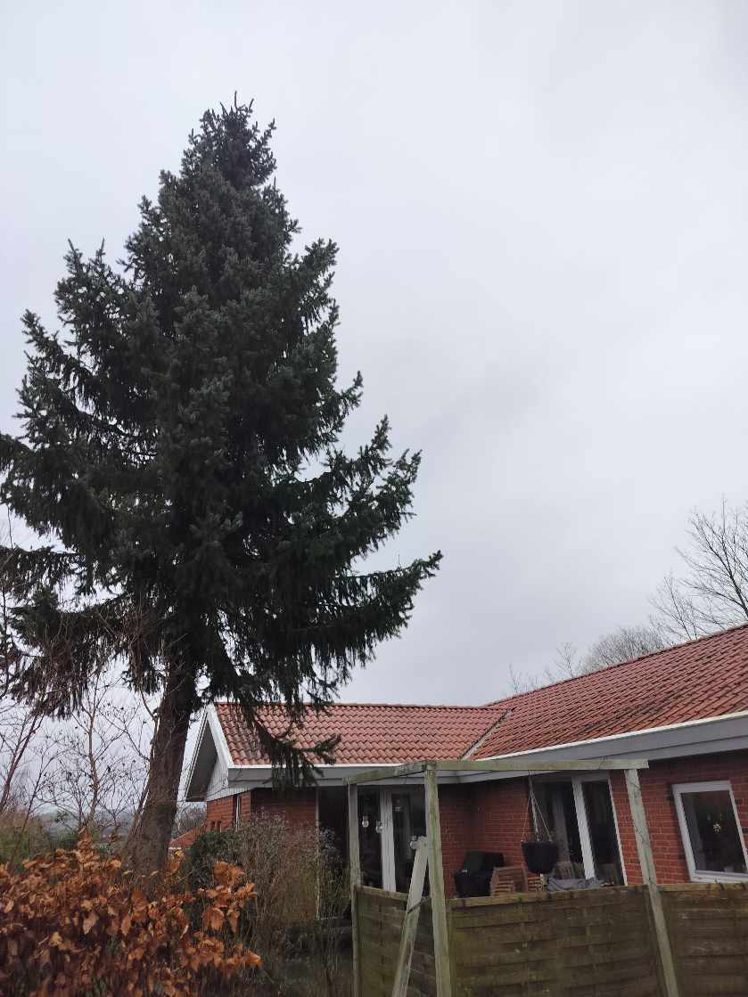 1 stk. grantræ ønskes fældet.