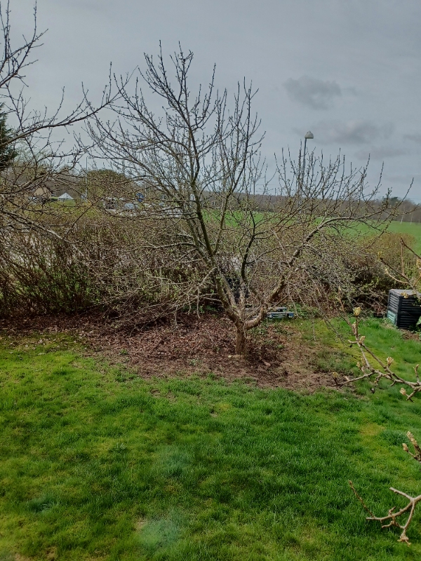 Fældning af 2 æbletræer