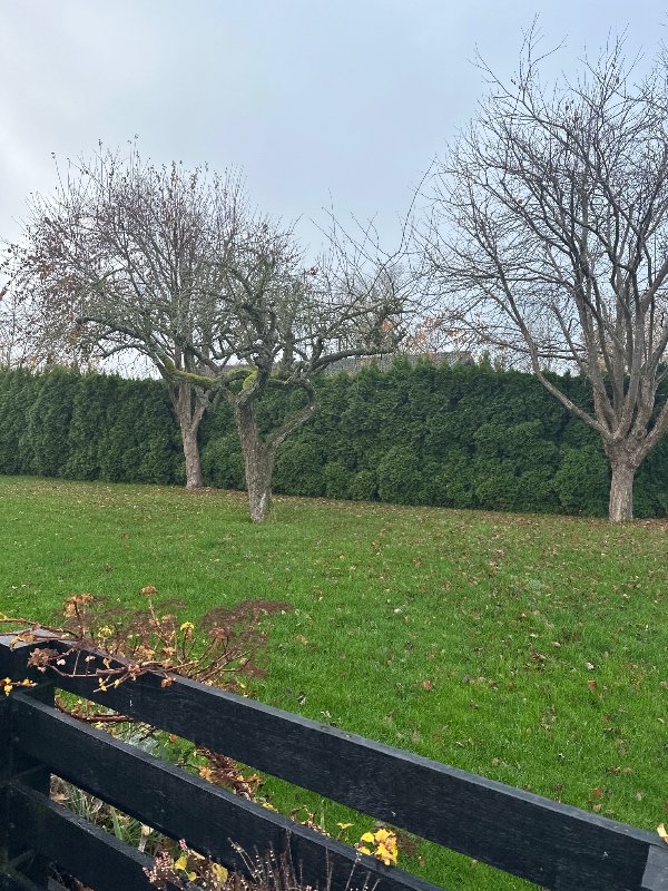 Træfældning og rodfræsning