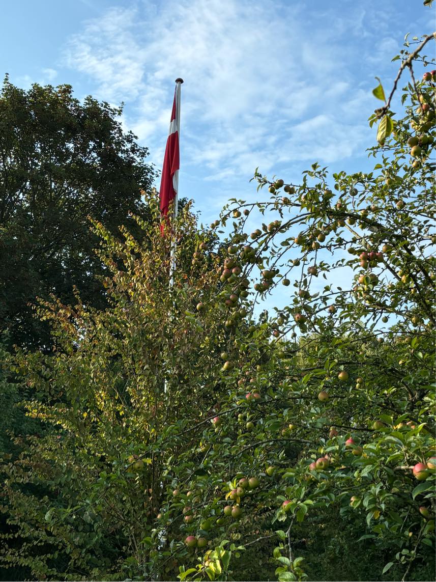 Havearbejde fældning af små og store træ