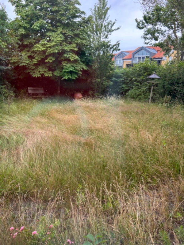 Klipning af højt græs i have