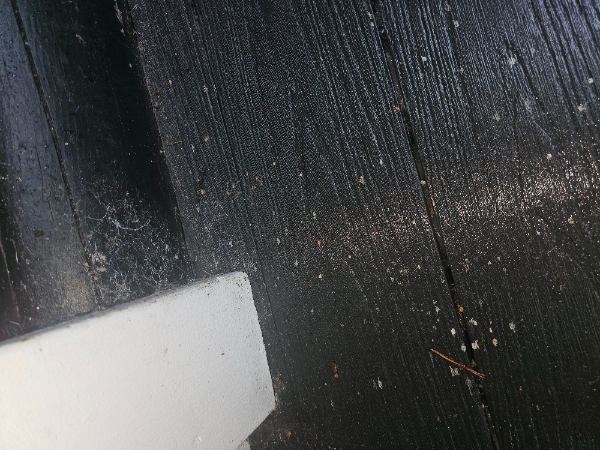 Fjerne og dræbe edderkopper ekskrementer