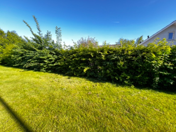 Beskæring og bortskaffelse af hæk