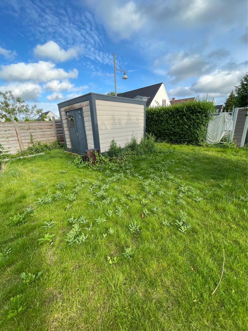 Ukrudtsfjernelse i forsømt have