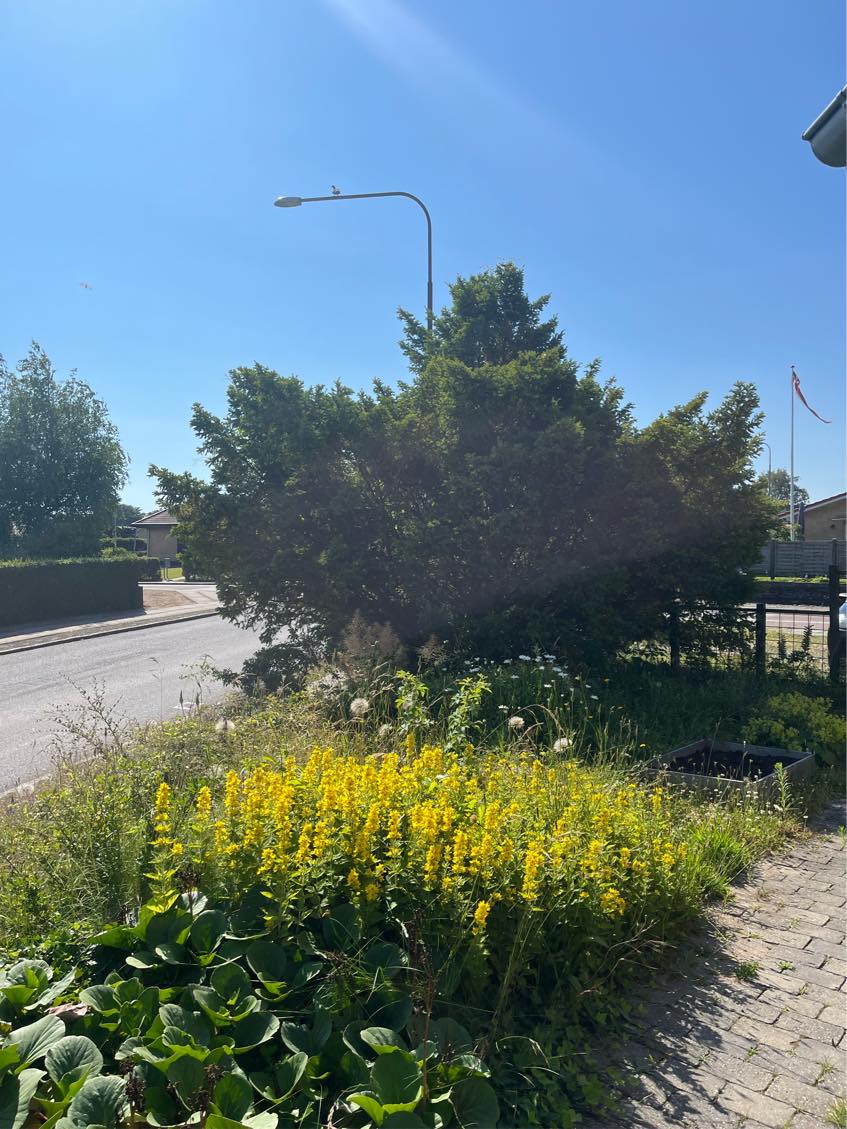 Fjerne træer i forhave