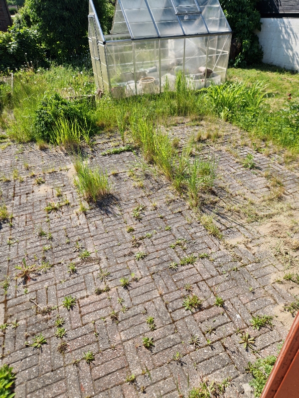 Havehjælp: Ukrudt og drivhusfjerning