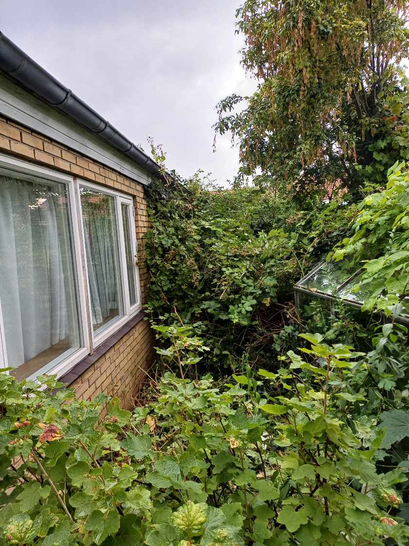 Haveaarbejde. Fældning af træer, rydning af buske mm et areal på 100m2. Bortkørsel af træer, buske.