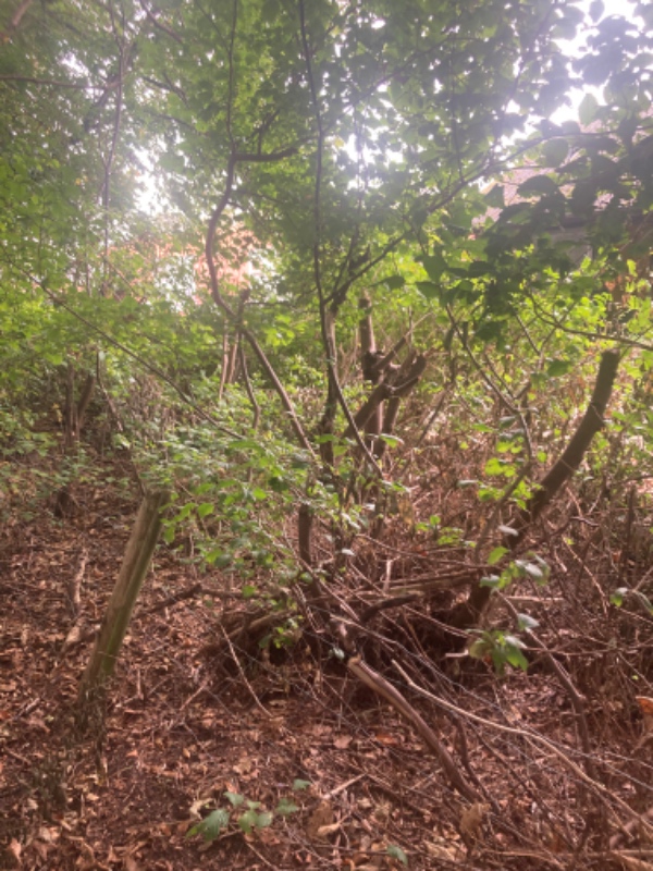 Fjerne buske og 11 små træer