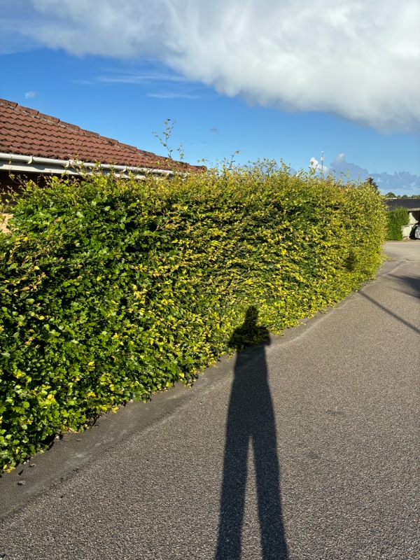 Klipning og bortkørsel af bøgehæk