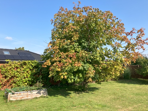 Beskæring af træer