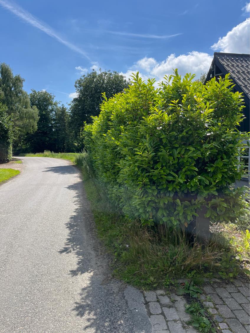 Hækkeklip ca 10, 3 sider  rydning ukrudt ca 40 km2, bortførsel have affald