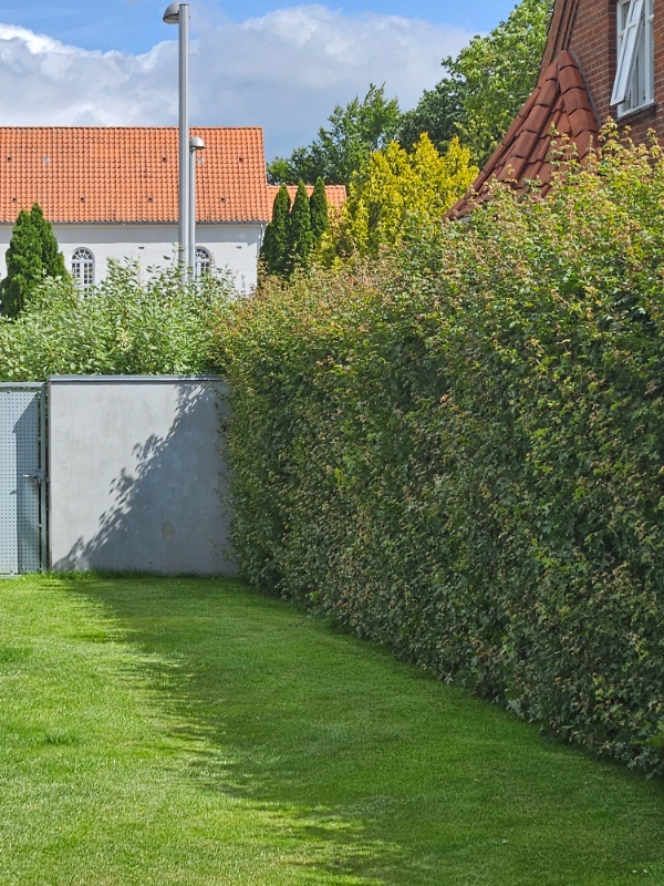 Klipning af hæk til 1,8 m