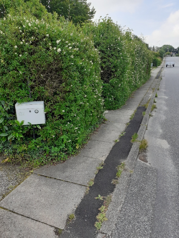 Hækklipning og affaldsbortskaffelse