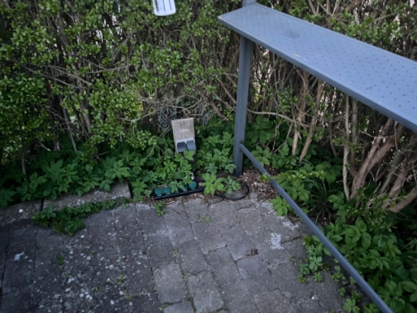 Ukrudt fjernes fra bede og sten