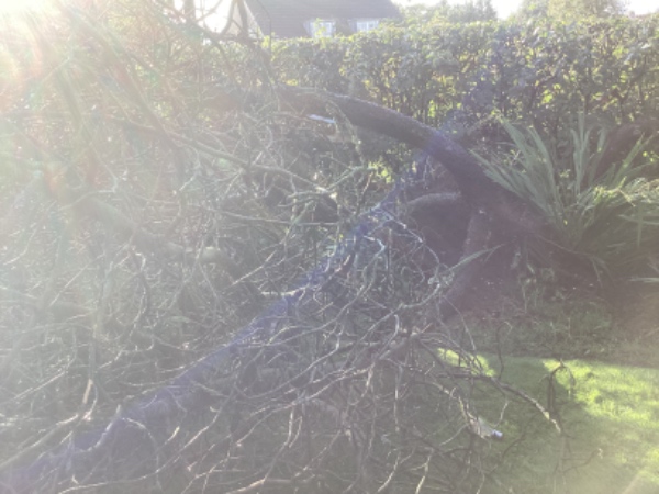 Fjerning af væltet fyrtræ