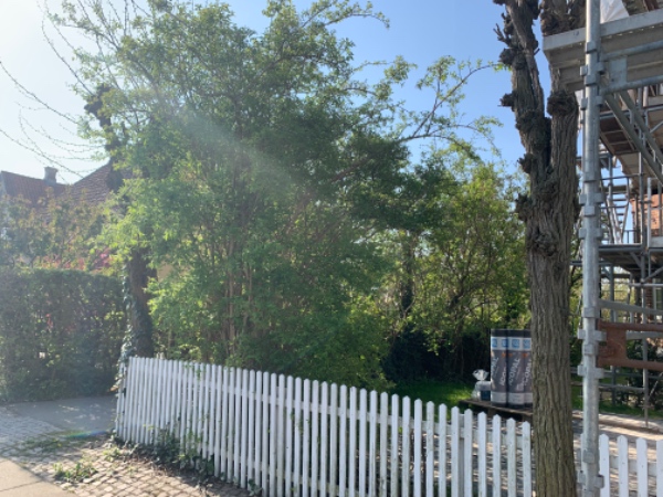 Fældning og beskæring af træer