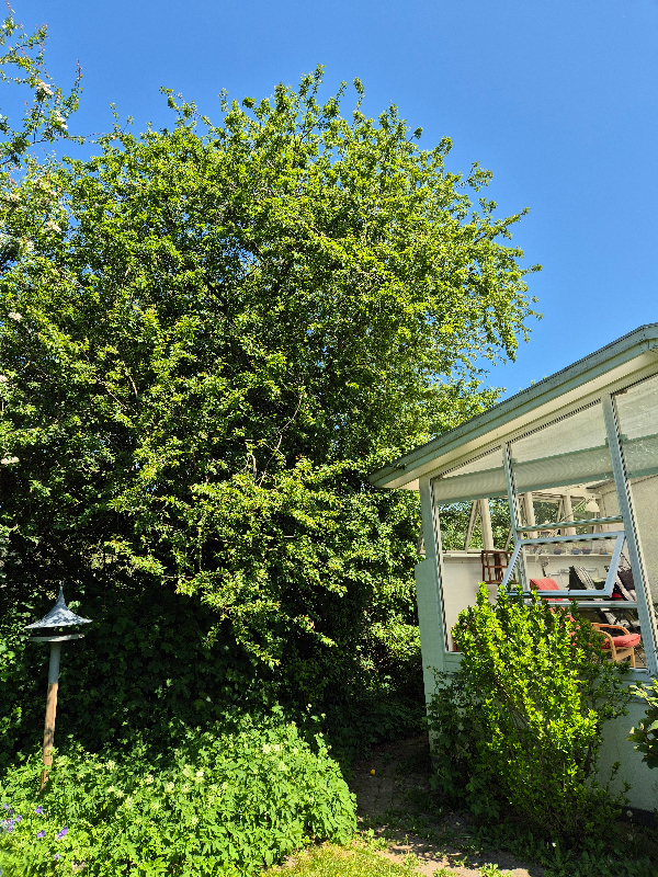 Topbeskæring og fældning