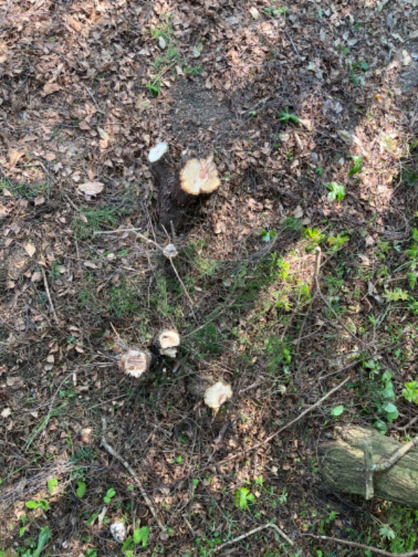 Stub og rodfræsning