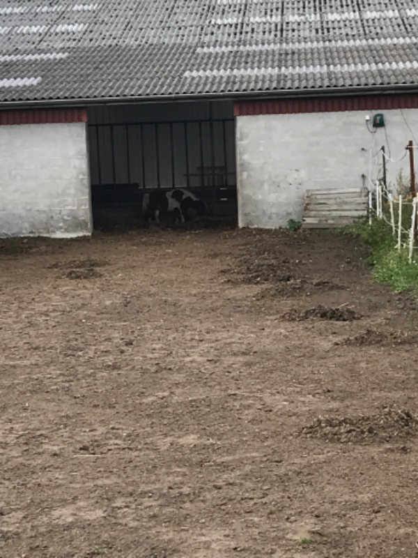 Jeg har brug for hjælp til tømning af en løsdrift på ca. 50 kvm2 og bortskaffelse af møddingen