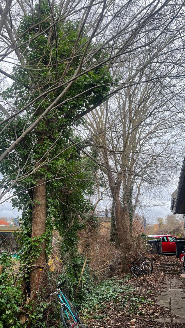 Træfældning og fjernelse