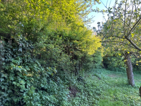 Hæktrimning og formning