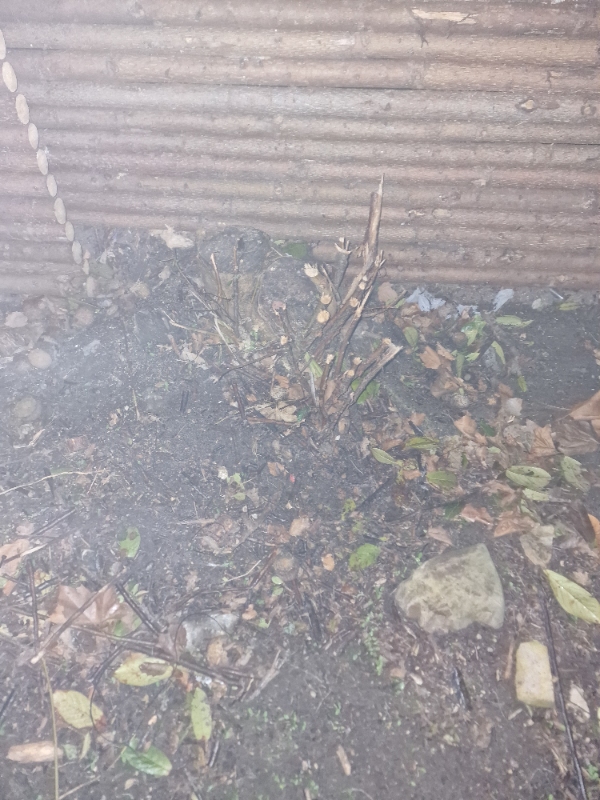 Jeg skal have frosset en stub i min have, den er 40-45cm i diameter