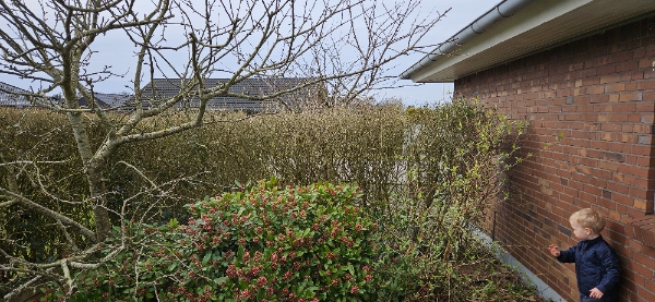 Græsslåning og hækflytning