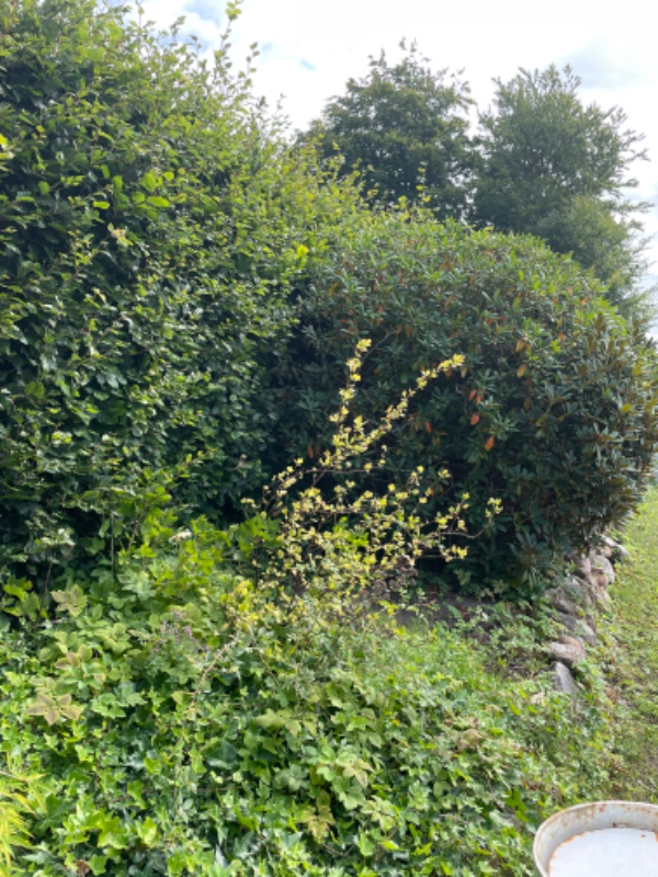Hækklipning og tilretning af rhododendron