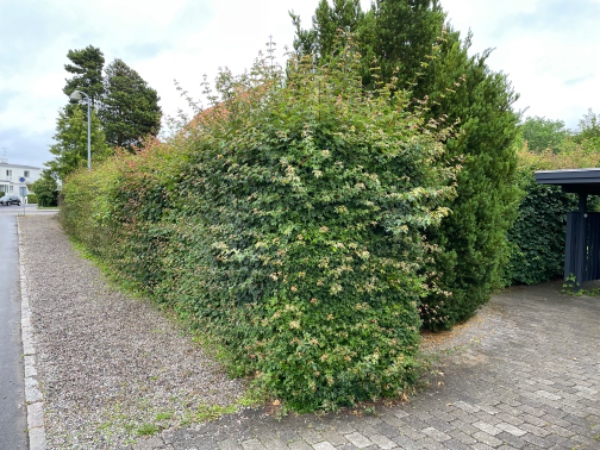 Hækklipning og bortskaffelse