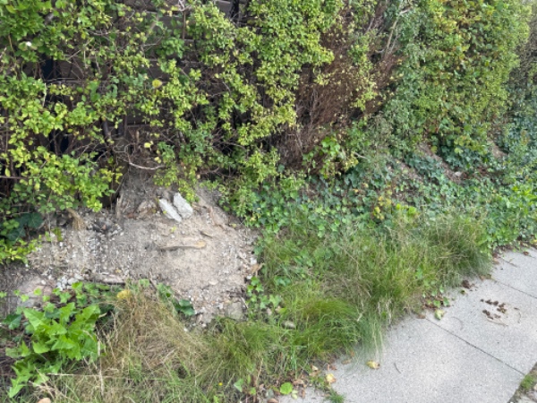 Hæk og beskæring af træerne