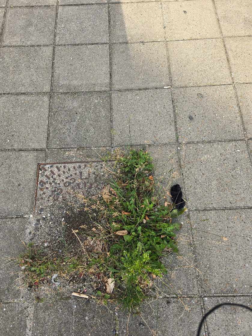 Rengøring af fliser og klipning af hæk