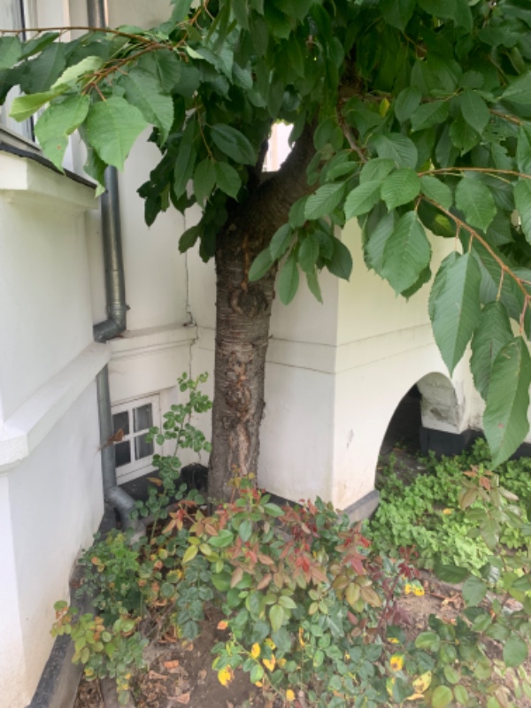 Fældning og fjernelse af træ Hellerup