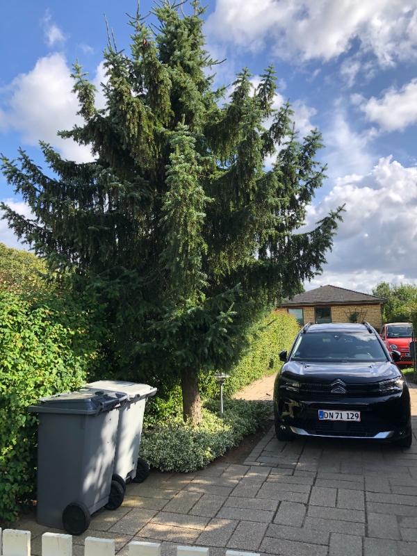 Fældet et grantræ ca 7 m  og fjernelse af rod