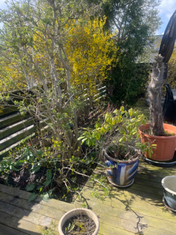 Havearbejde og beskæring af syren