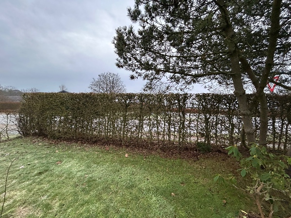 Beskæring af hæk - ca. 1/2 meter ned