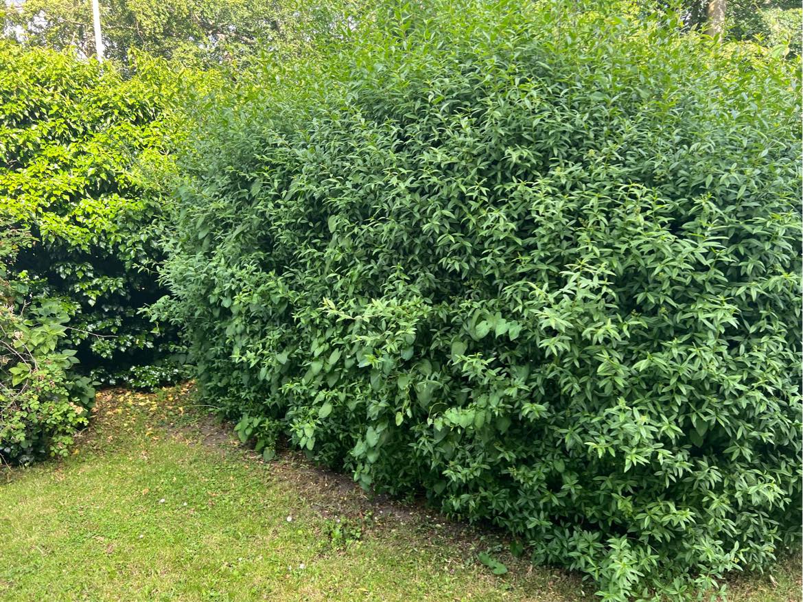 Fjernelse af hæk, hegn og drivhus