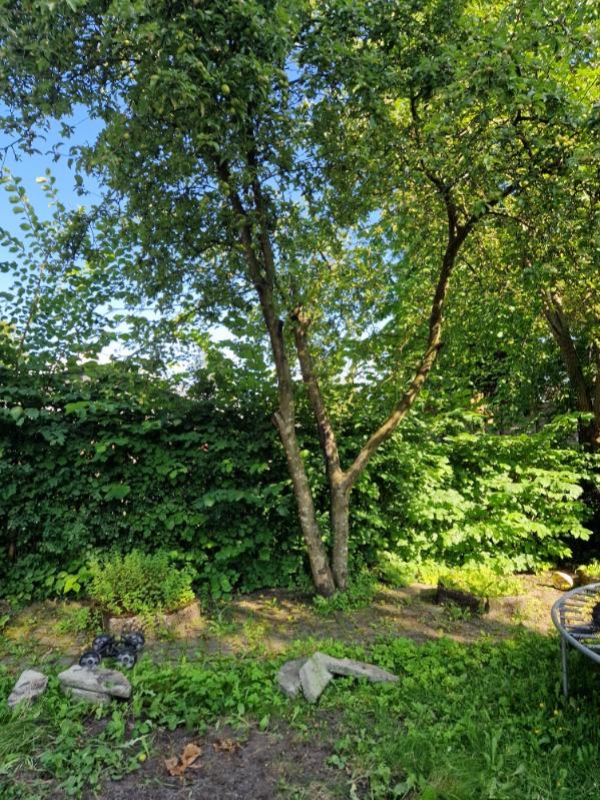 Fjernet et væltet træ og fælde 2 andre træer - de er alle 3 mellemstore