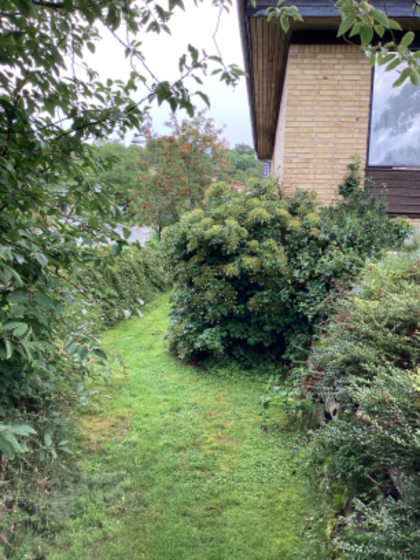 Beskåret bevoksning mod grøn rabat,  fjernet og bortkørt 3 forskellige buske,