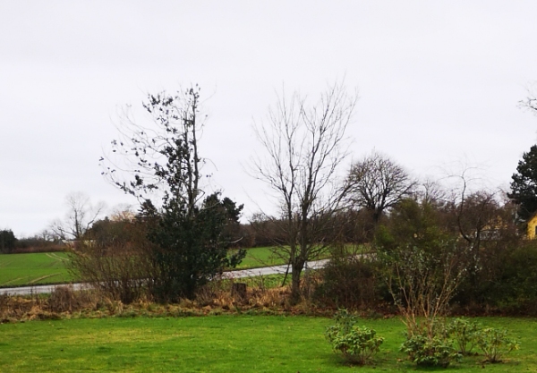 Plantet 3 små grantræer samt beskæring af høje træer